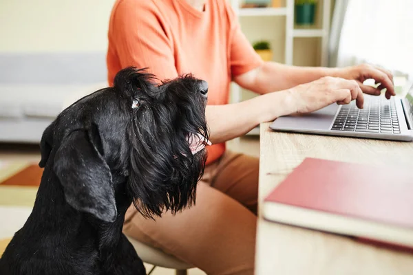 Close Black Schnauzer Watching Working Process Its Owner While She — Stock Photo, Image