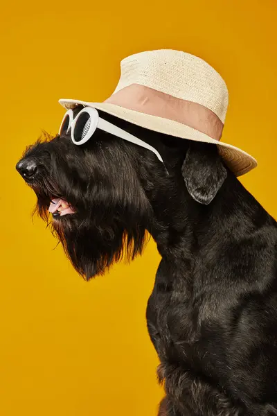 Side view of funny dog in sun hat and sunglasses sitting against yellow background