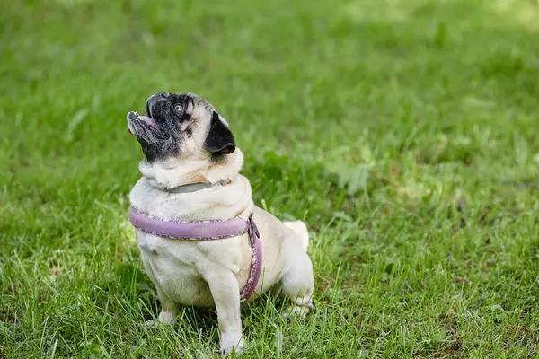 Side View Full Length Portrait Cute Pug Dog Sitting Green — Stock Photo, Image