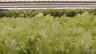 Dikey Çiftlikte Yeşil Marul Safları Büyüyor