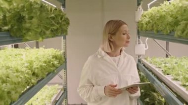 Kafkasyalı kadın dikey işçinin, dijital tabletle koridorda yürürken, her iki tarafında da marul büyütürken orta boy görüntüsü.
