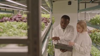 Diz üstü bilgisayar kullanan, konuşan ve marul ve diğer baharatların büyümesini kontrol eden çiftlerin orta ırklı görüntüsü.