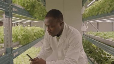 Orta boy Afro-Amerikan erkek tarım mühendisi sağlıklı organik yeşil marul yapraklarının resimlerini çekiyor.