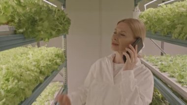 Beyaz kadın dikey çiftlik işçisinin kapalı alanda yetişen yeşil marulları incelerken cep telefonuyla konuşurken orta boy görüntüsü.