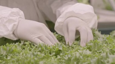 Biyoteknoloji uzmanının, dikey çiftlikte yetişen taze yeşil marul yapraklarını inceleyen tanımlanamayan eldivenli elleri.