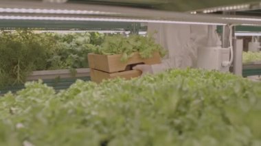 Korumalı beyaz üniformalı, tahta ıspanak ve marul kutusu taşıyan yeşil bitkiler ve sebzelerle koridorda yürüyen, tanınmayan, dikey çiftçi sürüsünün yavaş ilerleyişi.