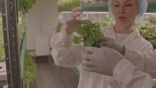 Talje Multiracial Mandlige Kvindelige Agroingeniører Diskuterer Salat Salat Vokser Potter – Stock-video