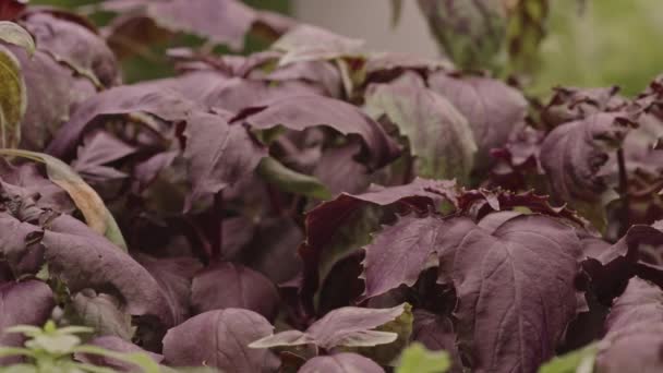 Hay Gente Tomando Fotos Hojas Albahaca Púrpura Creciendo Invernadero — Vídeos de Stock