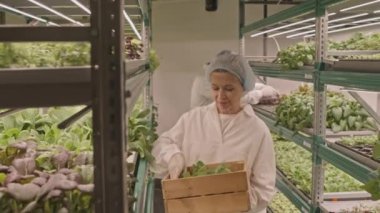 Beyaz üniformalı tarım mühendislerinin dikey çiftlikte birlikte çalışmasının orta yavaşlığı.