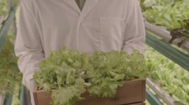 Beyaz üniformalı Afro-Amerikan erkek mühendisin yavaş yavaş portresini yukarı kaldır. Dikey çiftlikte duran yeşil marullu kameraya poz ver.