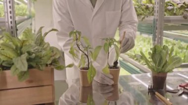 Afro-Amerikan erkek çiftçi dikey olarak toprak kazarken kapalı alanlara tohum ekiyor.