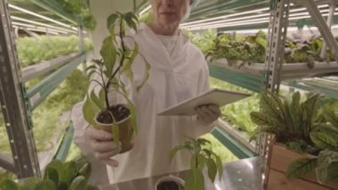 Beyaz, koruyucu üniformalı, kafkas kadın çiftçi içeride büyüyen saksı bitkilerini inceliyor.