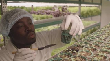 Dikey çiftlikte yetişen genç yeşil saksı tohumlarıyla ilgilenen profesyonel siyahi erkek tarım mühendisi sandığı.