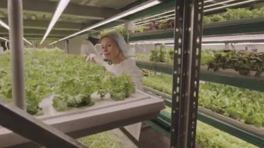 Dikey çiftlikte yetişen yeşil marul ve diğer bitkileri incelerken ekip halinde çalışan çok ırklı tarım mühendislerinin orta boy görüntüsü.