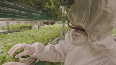 İç mekanda organik taze bitki ve sebzelerin büyümesini denetleyen dikey çiftlikte çalışan iki işçinin orta boy fotoğrafı.