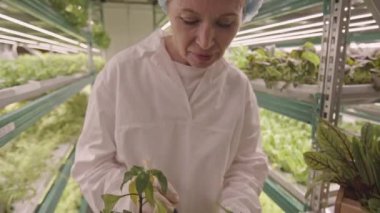 Kafkasyalı kadın tarım mühendisi içeride büyüyen yeşil saksı bitkileriyle ilgileniyor.