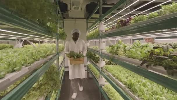 垂直農場で導かれた光の下で成長する植物と調味料の世話をする2人の多民族農業技術者 — ストック動画