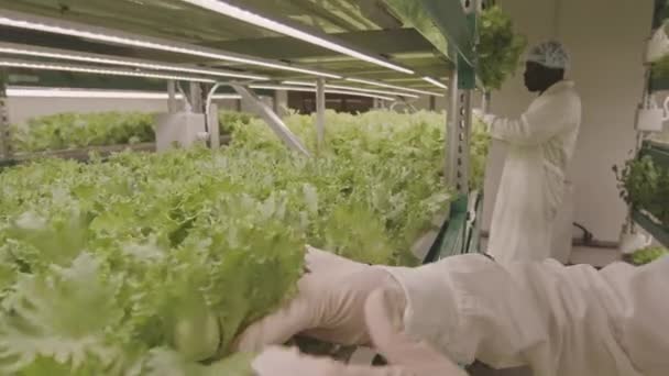 黒人男性同僚と垂直農場で働いている間にレタスの葉を調べた白人女性農業エンジニアのドリーのショット — ストック動画