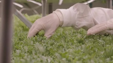 Tanımlanamayan eldivenli tarım mühendisi dikey çiftlikte büyüyen yeşil marul yapraklarını inceliyor.