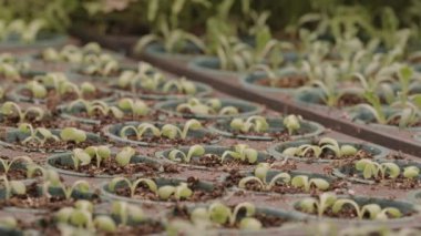 Dikey çiftlikte kurşun ışığın altında büyüyen küçük yeşil fidelerden hiç kimse vurulmaz.