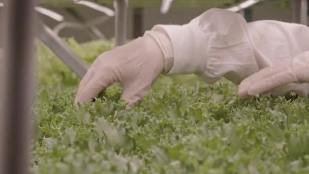 Ingeniero Agrícola Guante Irreconocible Mirando Través Hojas Lechuga Verde Creciendo — Vídeo de stock