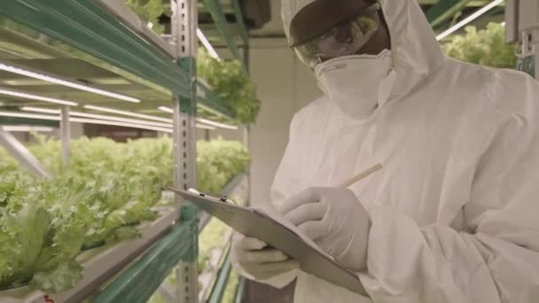 Pas Nahoru Afroamerického Mužského Vertikálního Farmářského Inspektora Který Zkoumá Zelené — Stock video