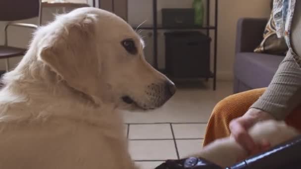 인식할 소유자에게 똑똑한 Labrador의 자르십시오 — 비디오