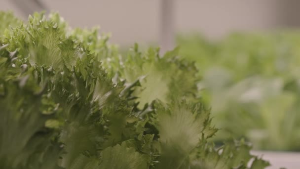 Keine Menschen Nahaufnahme Von Gesunden Grünen Salatblättern Auf Verschwommenem Hintergrund — Stockvideo