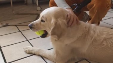 Dişlerinde yeşil tenis topu olan sevimli beyaz labrador köpeği içeride yerde yatıyor ve sahibi tarafından okşanıyor.