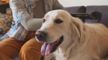 Kol protezi takmış, sevimli beyaz labrador av köpeğini içeride okşayan tanınmamış bir genç kız fotoğrafı.