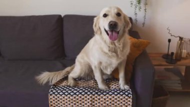 Labrador gündüzleri rahat bir odada kanepede oturup kameraya poz verirken sevimli bir portre.