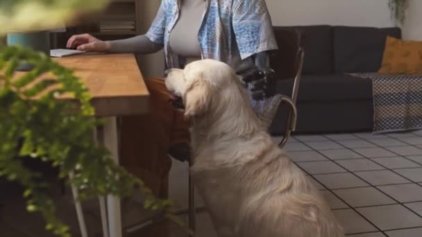 一名年轻的自由应聘女孩 白天在家里工作时 用台式计算机假肢 爱抚她的拉布拉多犬 拍了中镜头 — 图库视频影像
