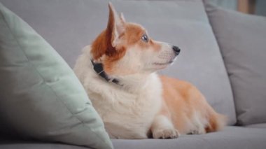 Oturma odasındaki yumuşak gri koltukta oturan şirin Corgi köpeği portresi.