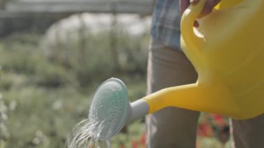 Çiçekleri ve bitkileri sarı teneke kutuyla sulayan tanınmayan erkek bahçıvanın yavaş yavaş yakın çekimi.