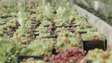 Hiç kimse yaz mevsiminde bitki yetiştirme tesisinde yetişen küçük yeşil suluların fotoğrafını çekmez.