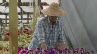 Beyaz saçlı, saman şapkalı beyaz bir adamın, büyük bir fabrikada çalışırken, küçük kaplarda satılık mor petunya çiçekleri hazırlarken orta boy fotoğrafı.