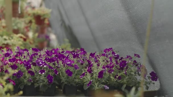 시즌에 정원에서 자라는 보라색 페투니아 아무도 — 비디오