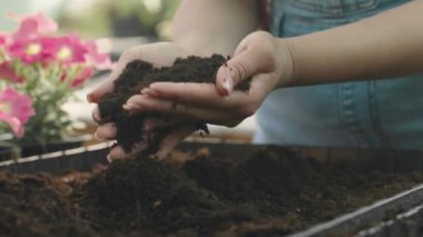 Tanımlanamayan kadın bahçıvanın yazın serada çalışırken elleriyle toprağı temizlemesi ve gevşetmesi.