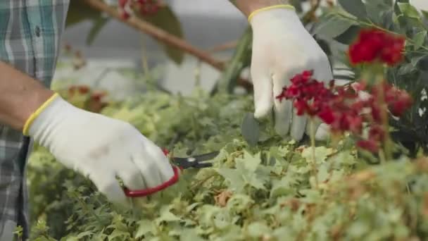 Невпізнаваний Чоловічий Садівник Ріже Красиві Квіти Ножицями Під Час Роботи — стокове відео