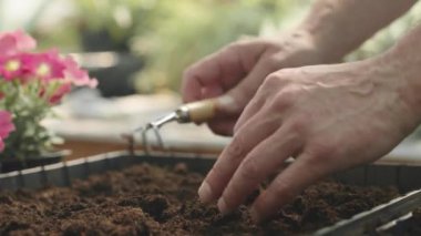 Erkek bahçıvanın tanınmayan elleri toprağı gevşetirken el tırmığı kullanır, gündüzleri bitki yetiştirmede çalışır.