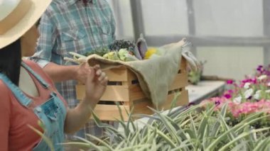 Orta ölçekli Orta Doğulu bir kadın bitki yapraklarını keserken ve yaşlı beyaz bir adam ona ahşap kutuda sebze hasadı gösterirken, yazın büyük fabrika kreşinde birlikte çalışırken.