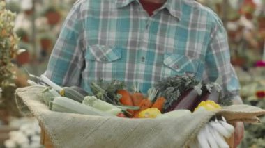 Tanınmayan erkek çiftçinin kareli gömlekli, elinde taze organik sebzelerle dolu tahta bir kutuyla bitki yetiştirme odasında yürüdüğü görüntüler.