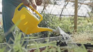 Genç Orta Doğulu kadın bahçıvan yazın fidanlıkta tohum yetiştirirken sarı teneke kullanıyor.