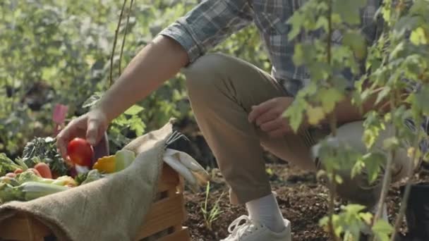 穿着格子衬衫的无法辨认的男性农民采摘成熟的新鲜西红柿 夏天在苗圃工作 — 图库视频影像