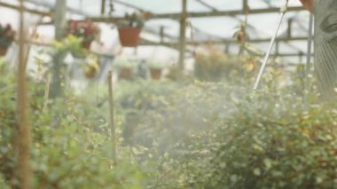 Tanımlanamayan bahçıvan bitkileri ilaçlıyor ve serada su tabancası taşıyor.