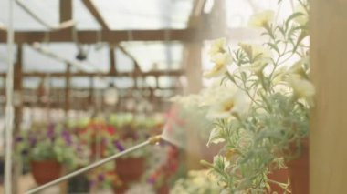 Tespit edilemeyen bir bitkisel bakım işçisi. Çiçekleri boru hortumuna su püskürtme tabancasıyla spreyliyor.