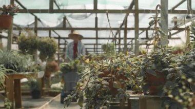 Kafkasyalı yaşlı bir adam kareli gömlek ve hasır şapka giyiyor. Sıcak güneşli bir günde, büyük bir bitki bakım odasında yeşil bitkiler taşıyor.