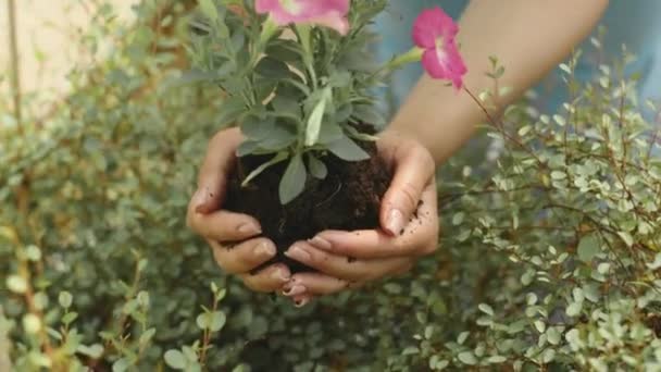 認識できない女性の庭師の手のひらの美しいピンクのペチュニアの花の種子のクローズアップ — ストック動画