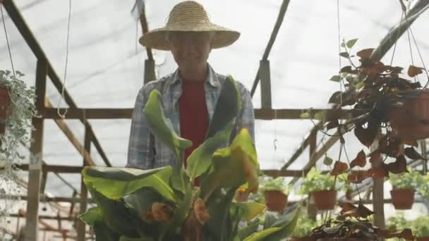 시즌에 보육를 카트에 식물을 코카서스 정원의 — 비디오