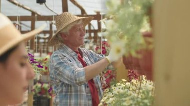 Yaz mevsiminde yetişkin kızıyla birlikte serada çalışırken saman şapkalı, saksı bitkilerini kontrol eden beyaz bir adamın orta boy fotoğrafı.